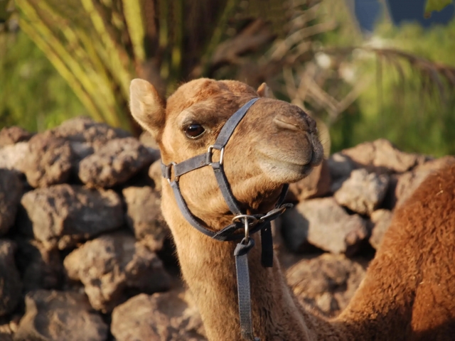 Camel Park