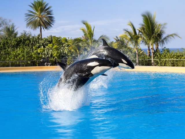 Loro Parque