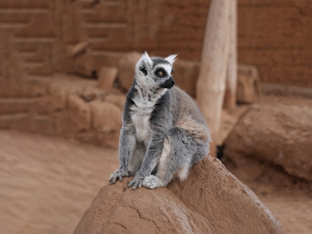 Monkey Park