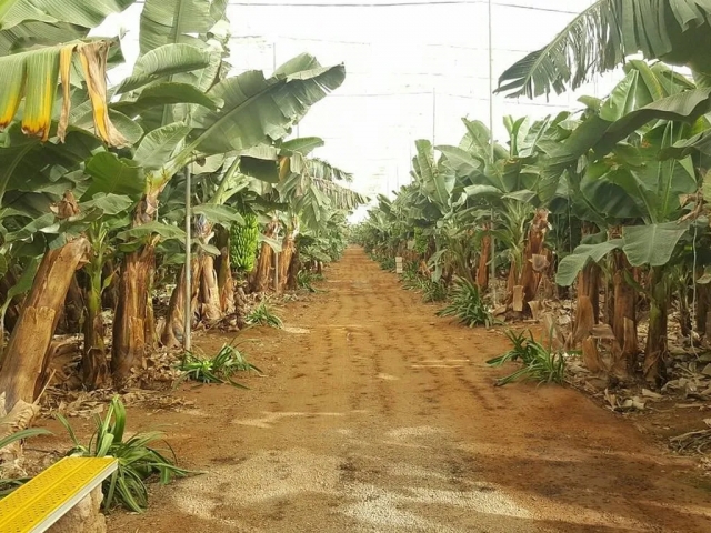 Banana Experience