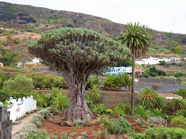 Parque Del Drago