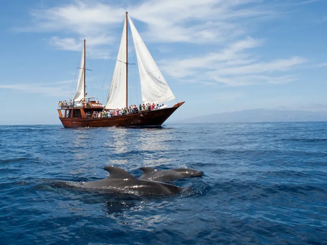 Shogun Tenerife Boat