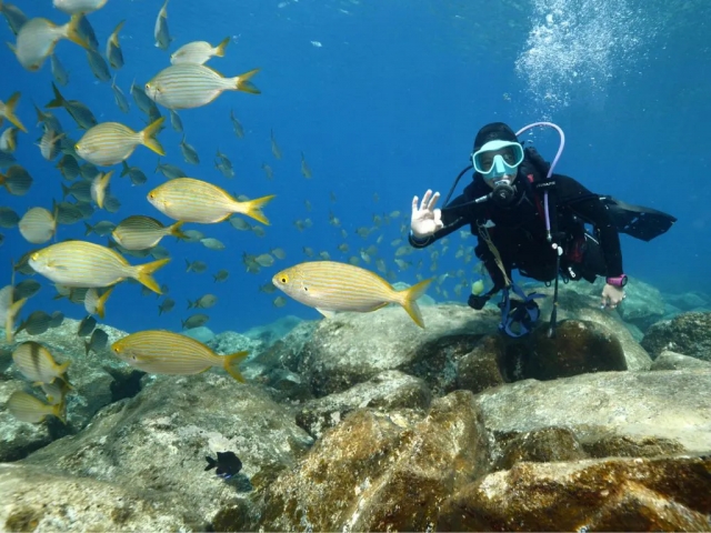 Big Fish Diving